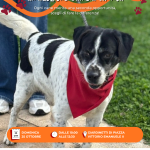 Campagna adozioni canile comunale 25 ottobre